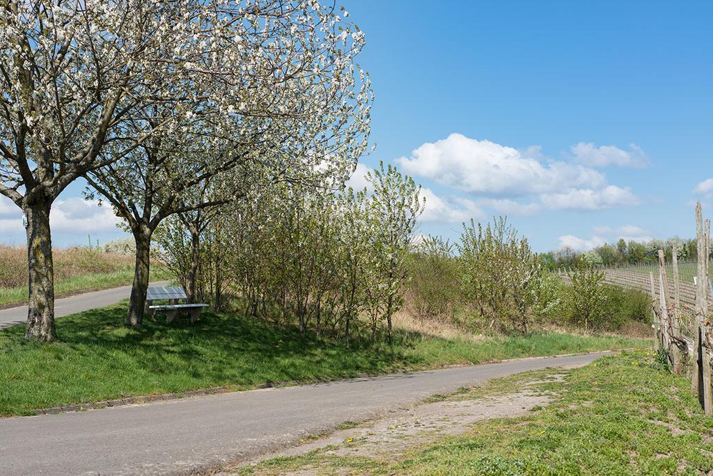 Weingut & Gaestehaus Edwin Hoffmann Trittenheim Dış mekan fotoğraf
