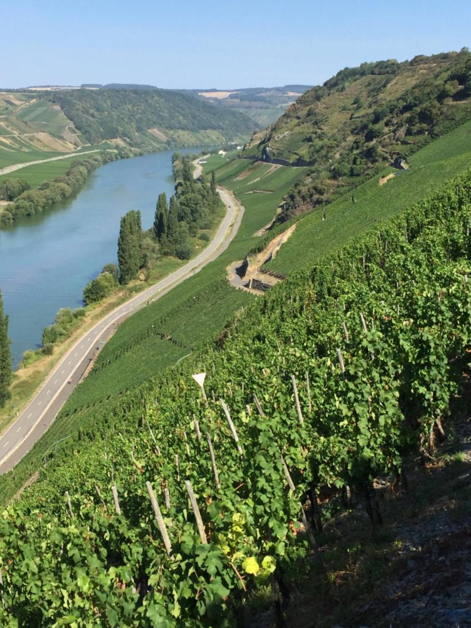 Weingut & Gaestehaus Edwin Hoffmann Trittenheim Dış mekan fotoğraf